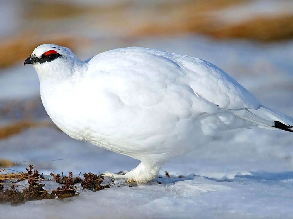 Tundra-Weißes Schneehuhn
