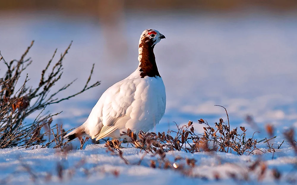 Tundra-Weißes Schneehuhn