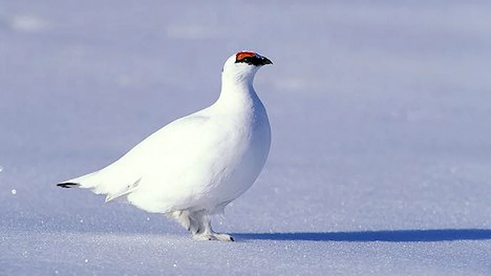 Polarkauz in der Tundra