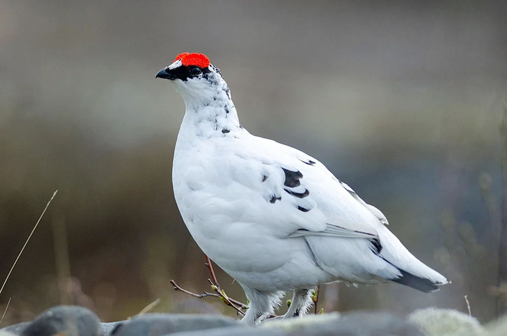 Tundraschneehuhn