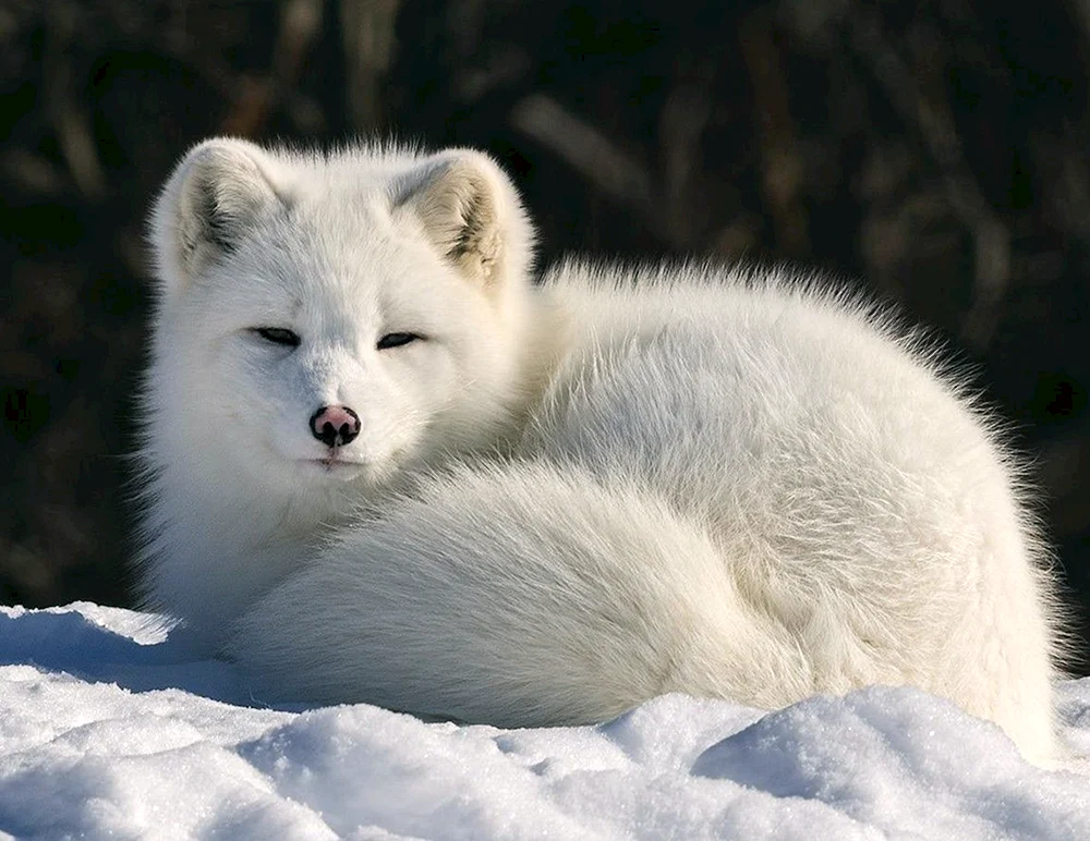 Tundra Polarfuchs