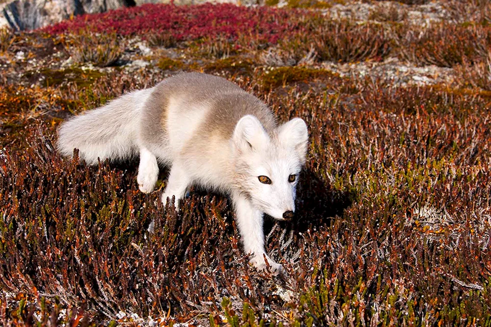 Tundra Polarfuchs
