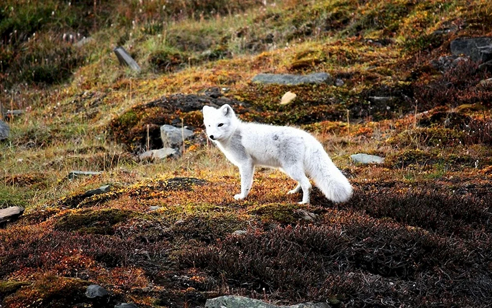 Tundra Tiere in der Tundra