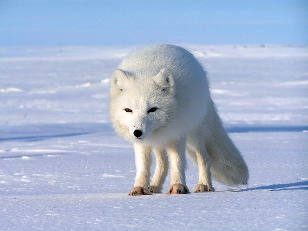 Polarfuchs