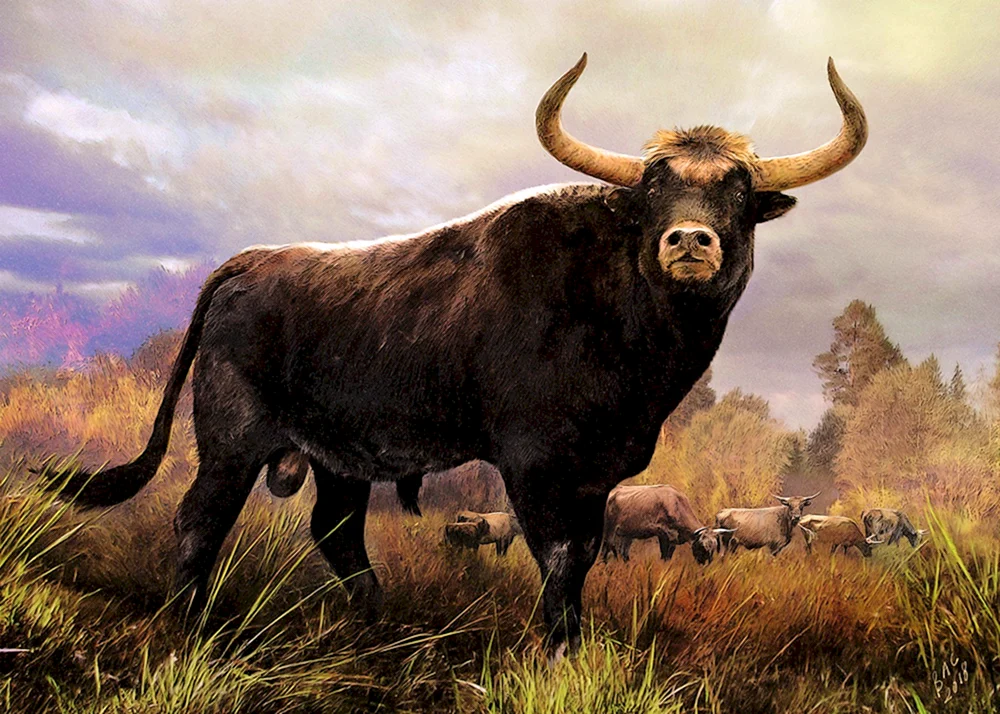 Tour europäischer wilder Stier