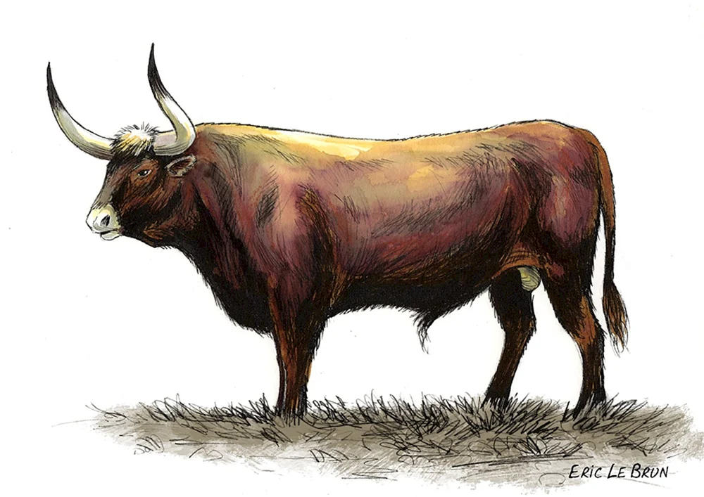 Tour wilder Stier ausgestorben