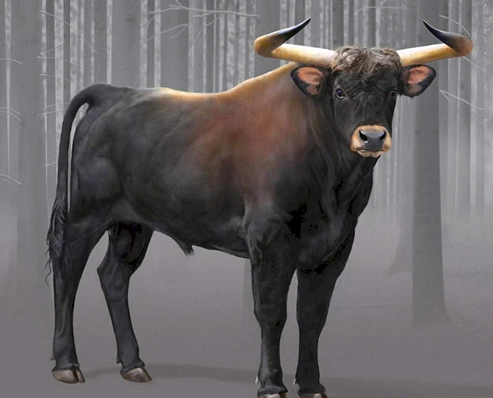 Tour wilder Stier ausgestorben