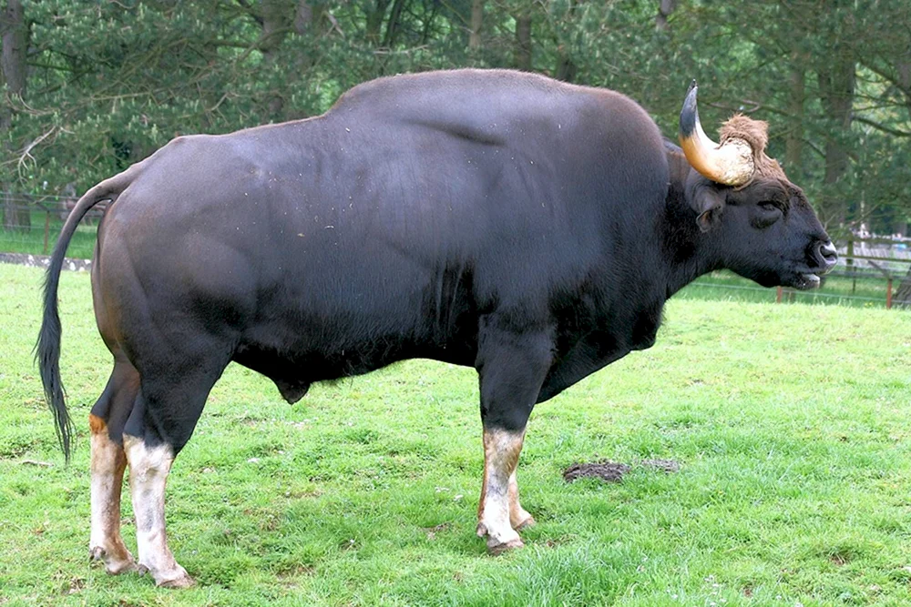 Tour europäischer wilder Stier
