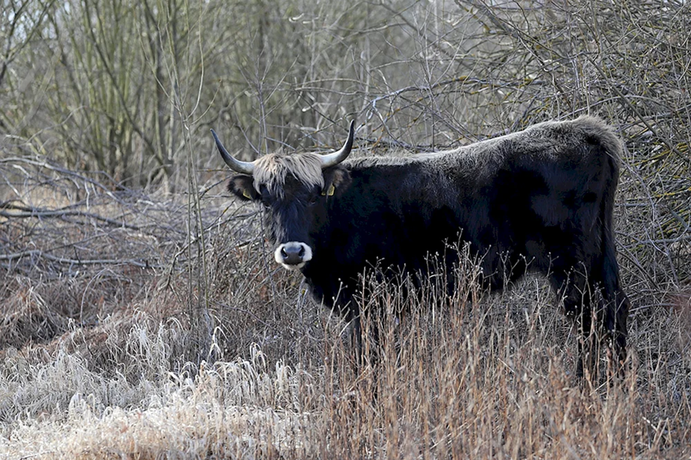 Tour europäischer wilder Stier