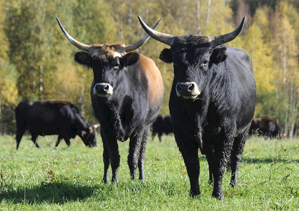 Teberdi Reservat Bergziege