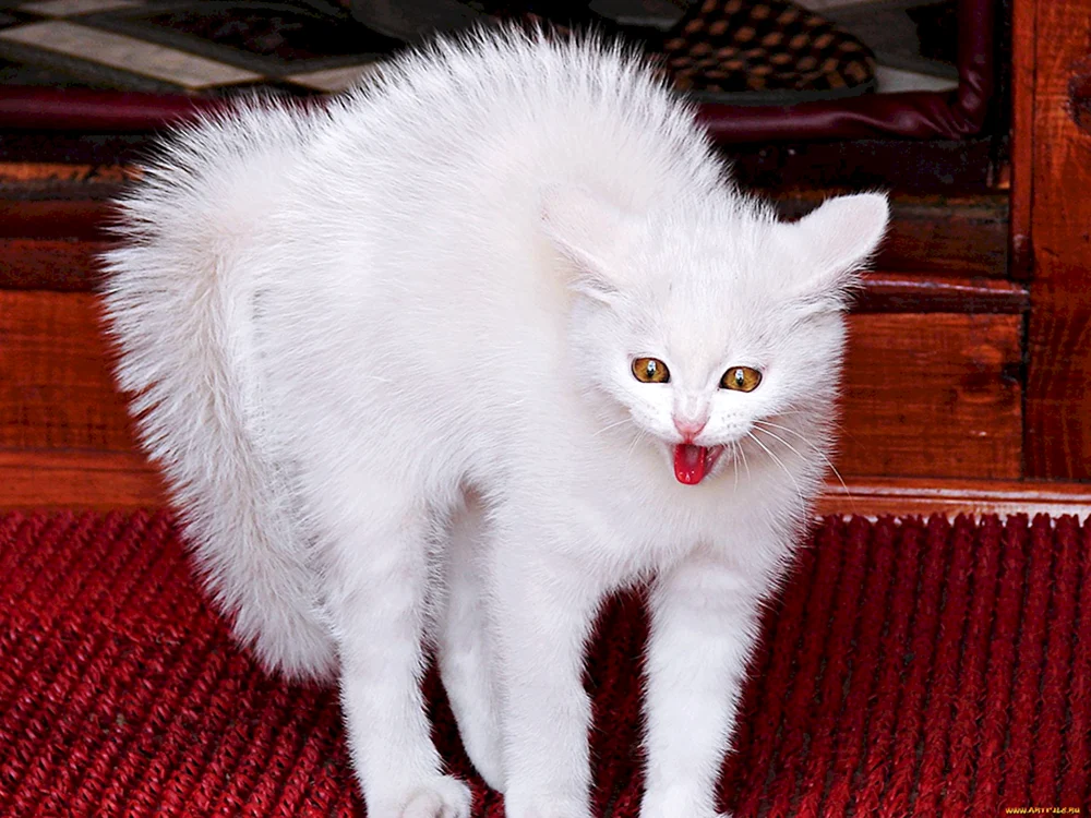Türkische Angora Albino Katze