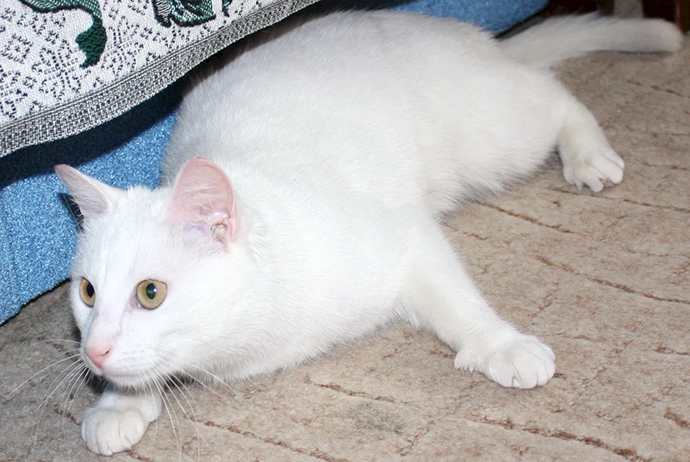Türkisch Angora bicolour