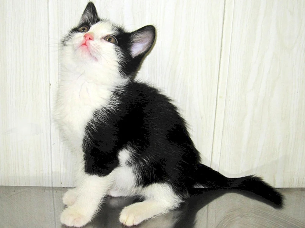 Schwarz-weiße Katze weiße Katze