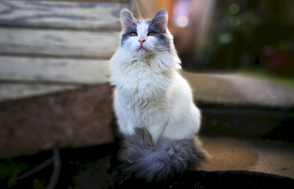 Türkisch Angora Bicolour grau
