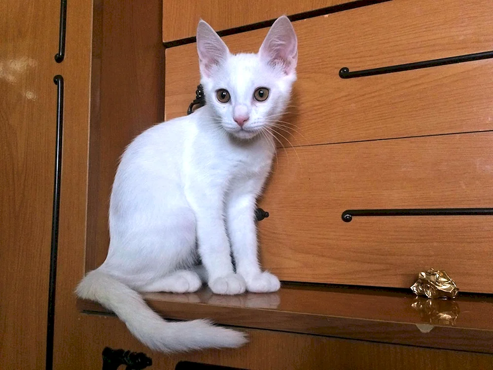 Weiße glatthaarige Katze