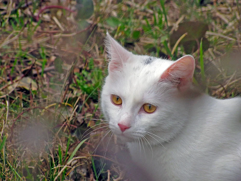 Angorakatze albino