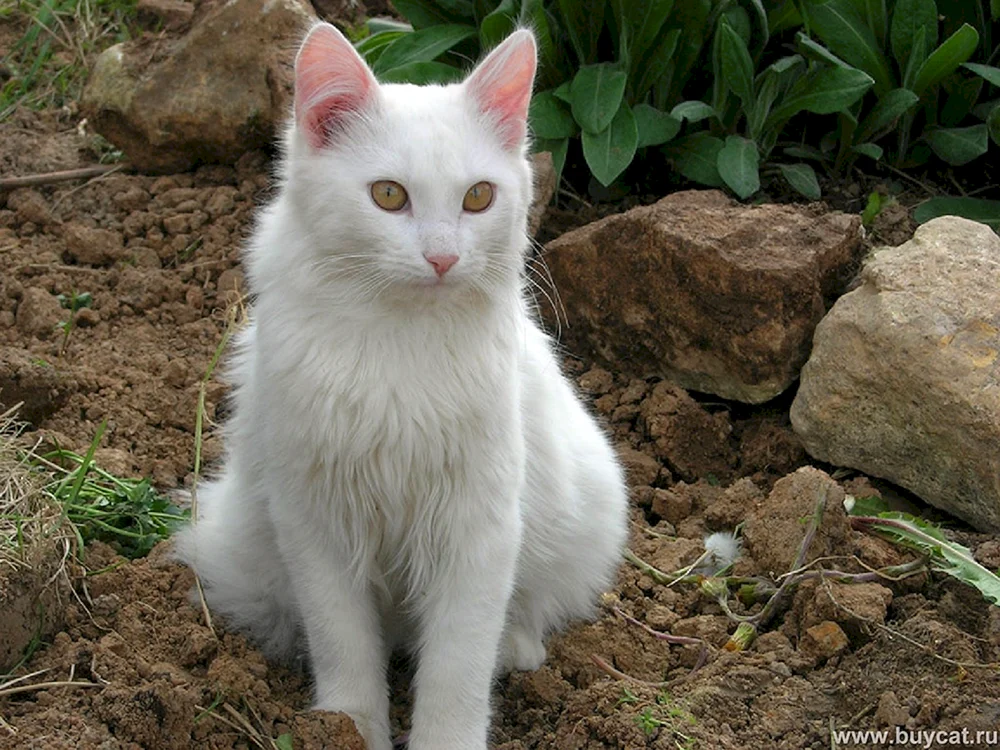 Orientalische Rasse Foryn White