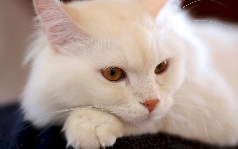 Angorakatze albino