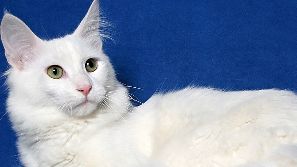 Türkische Angorakatze kurzhaarig Katze