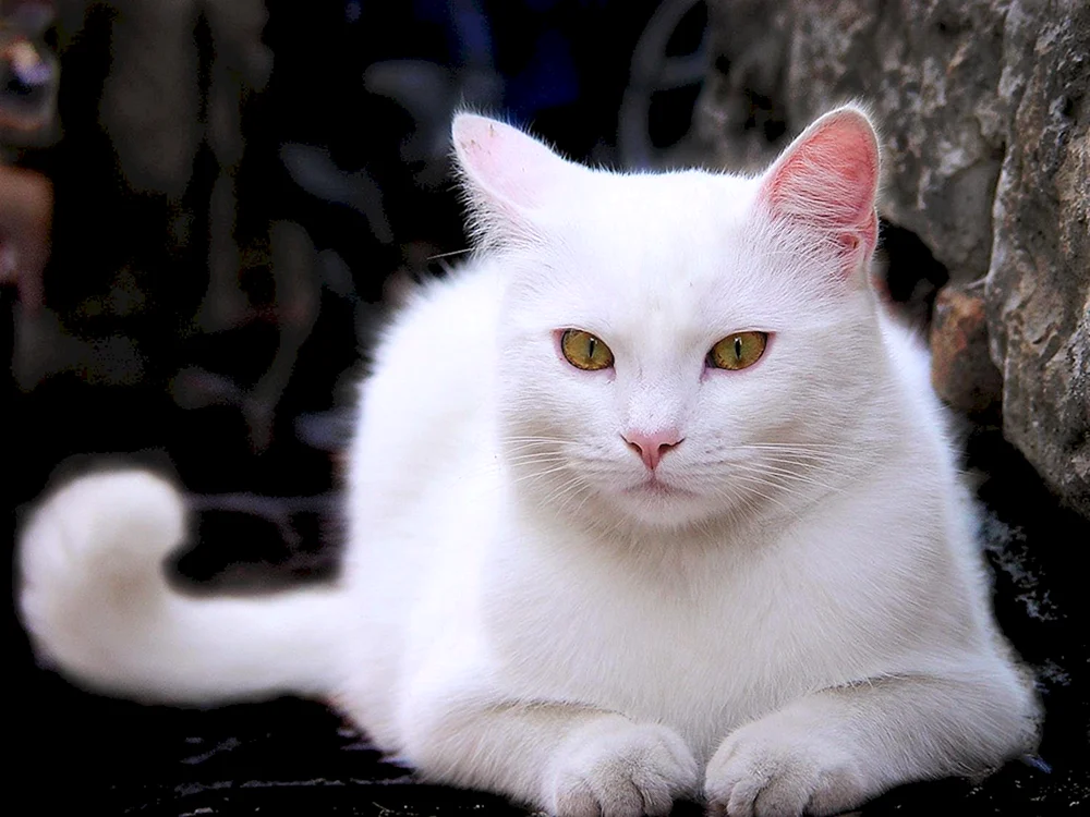 Türkisch Angorakatze albino
