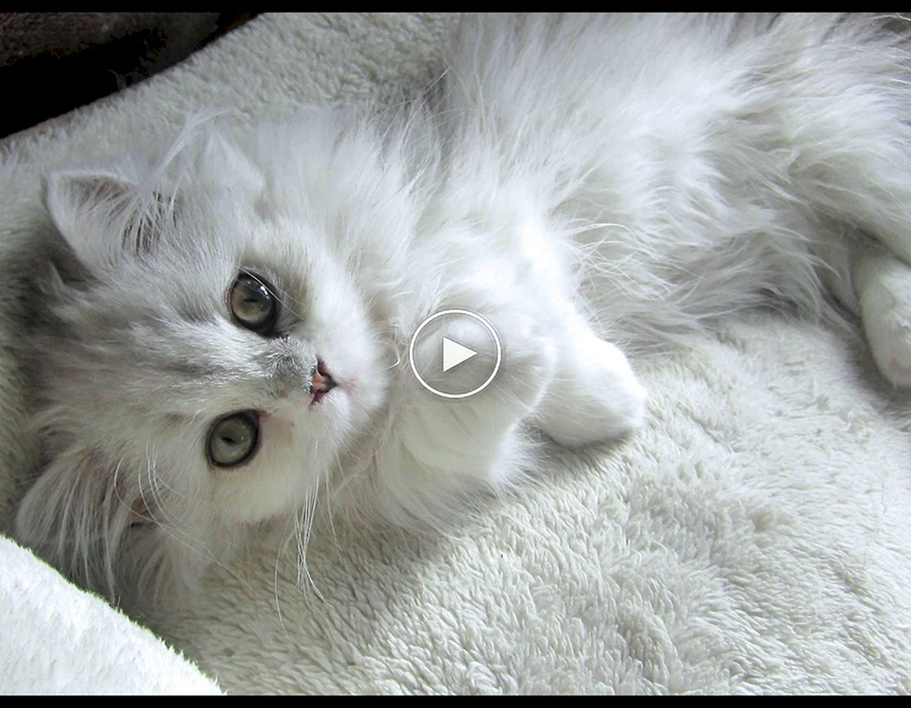 Türkische Angora lop
