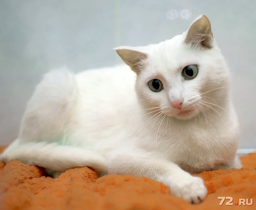 Katzen- Balinesisch Orientalisch Rex Peterbold