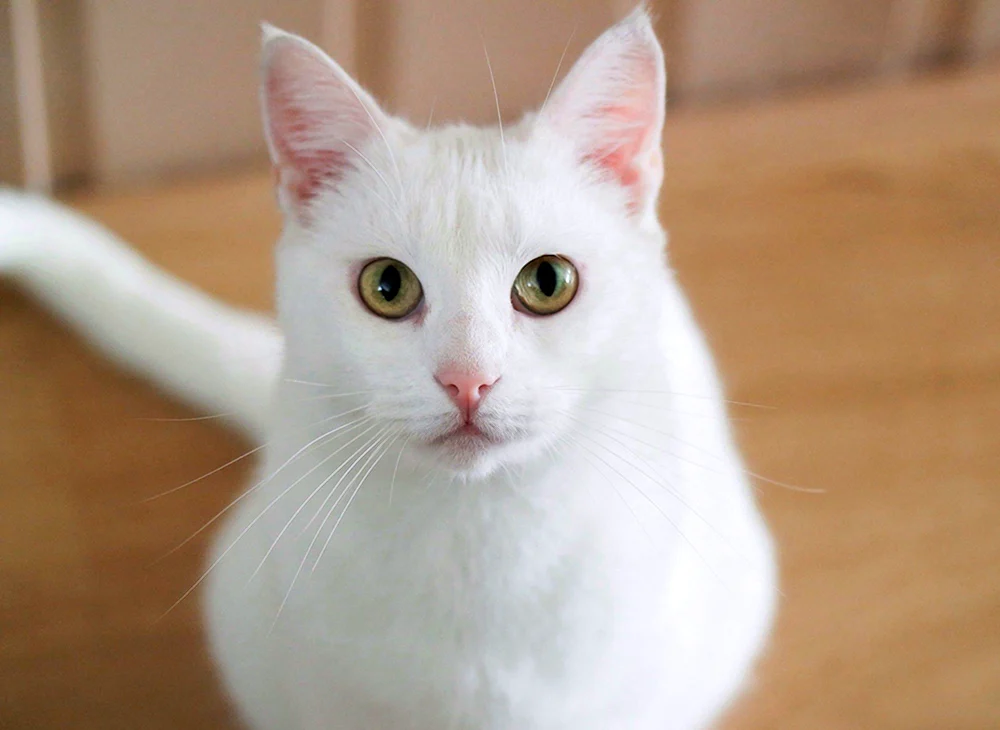 Grünäugige Katze