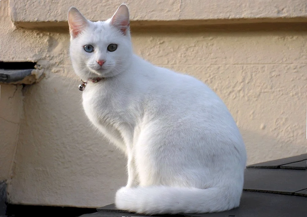 Angorakatze albino