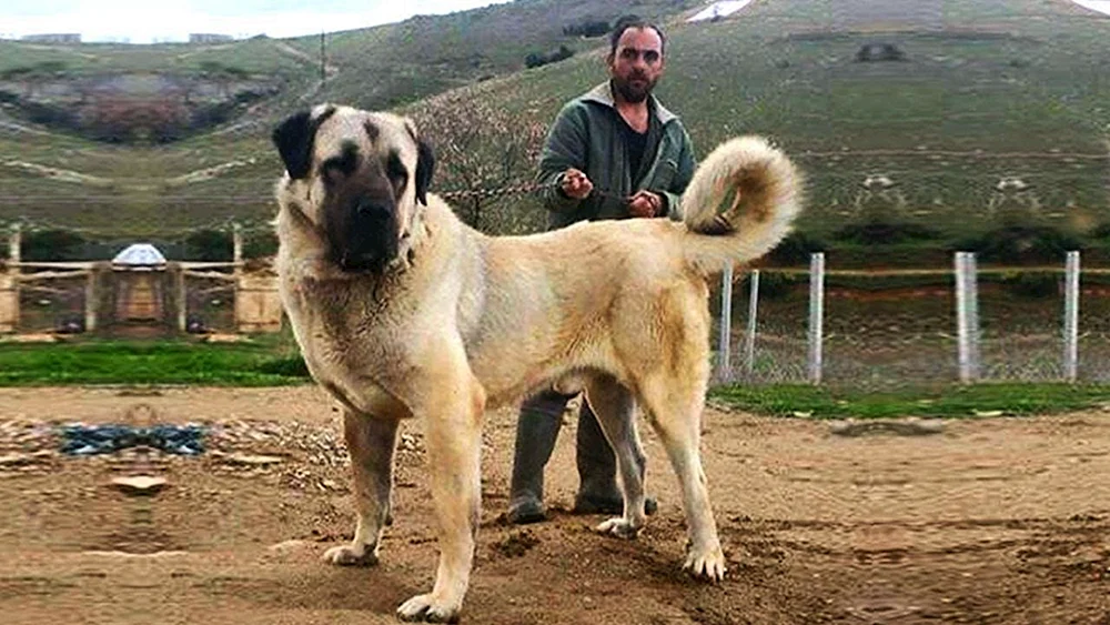Gampr Armenischer Wolfshund