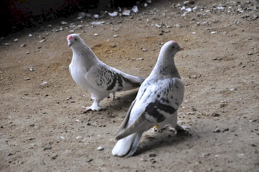 Türkische Takla
