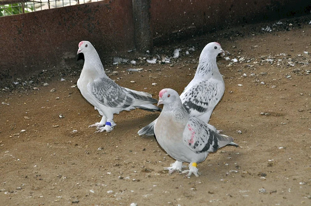 Türkische Takla
