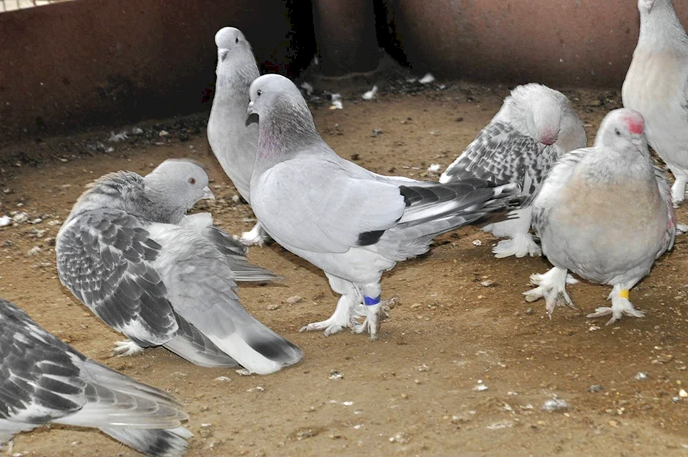 Türkische. Takla Sabuni