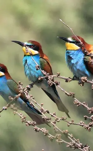 Vögel