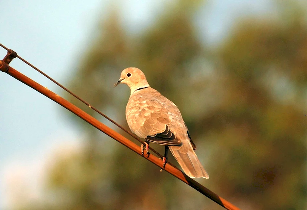 Türkische Vögel