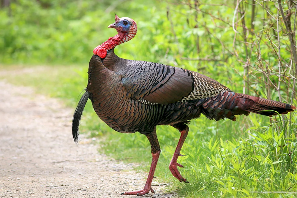 Rotflügelvogel Türkei