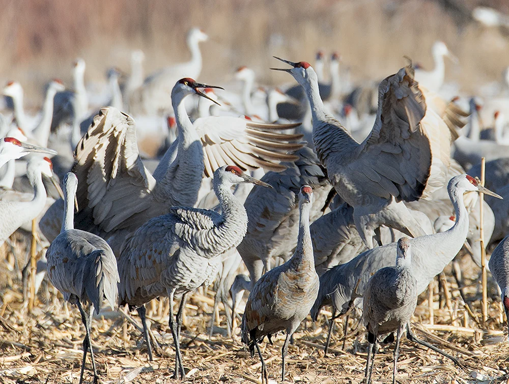 Türkische Vögel