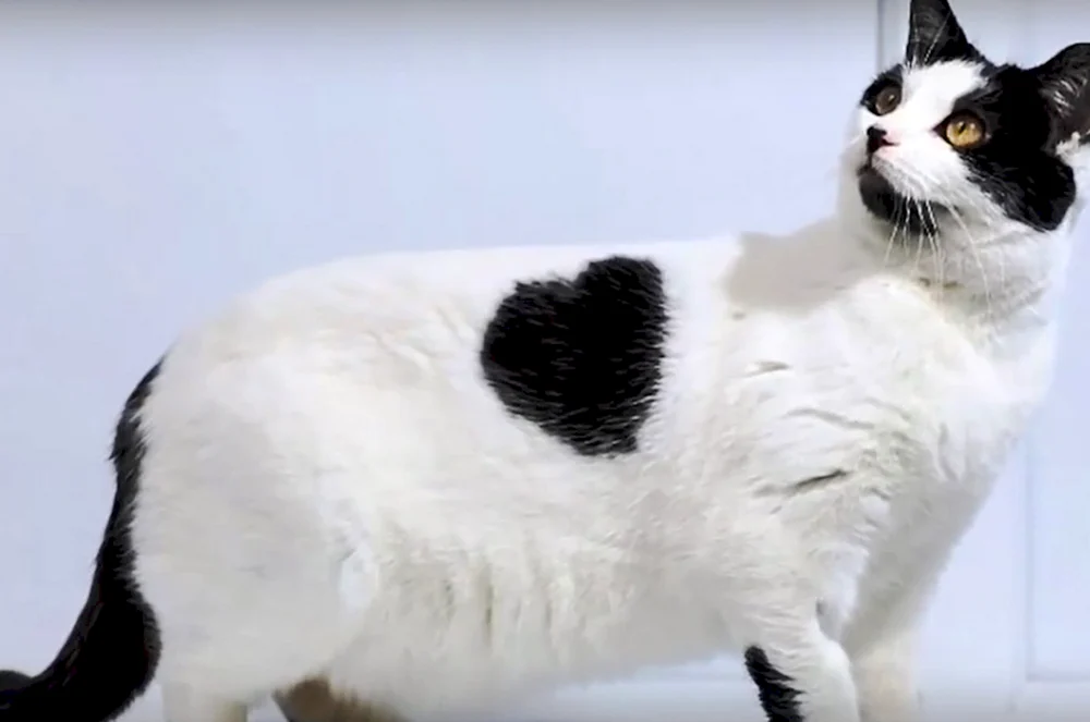 Türkischer Van Bobtail