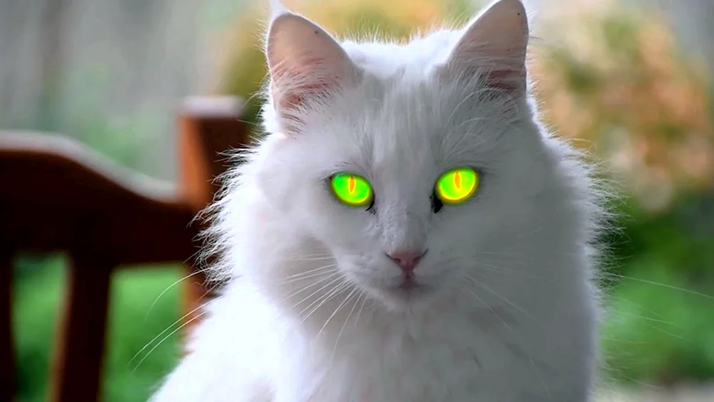 Sibirische Katze weiß mit blauen Augen