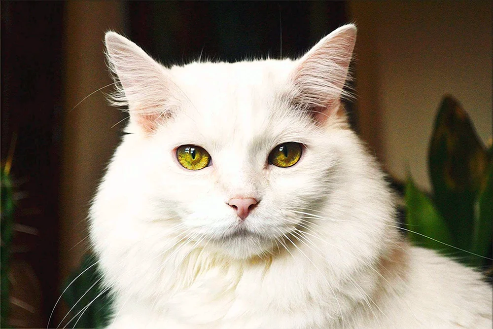 Weiße Katze