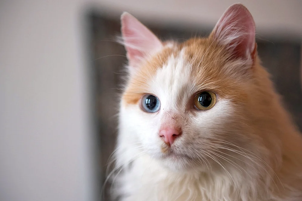Georgische Katzenrasse Orientalisch