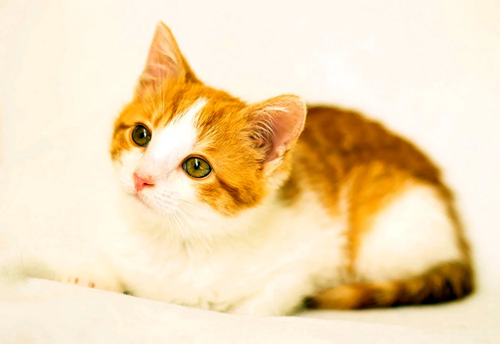 Anatolische Kurzhaarkatze rot