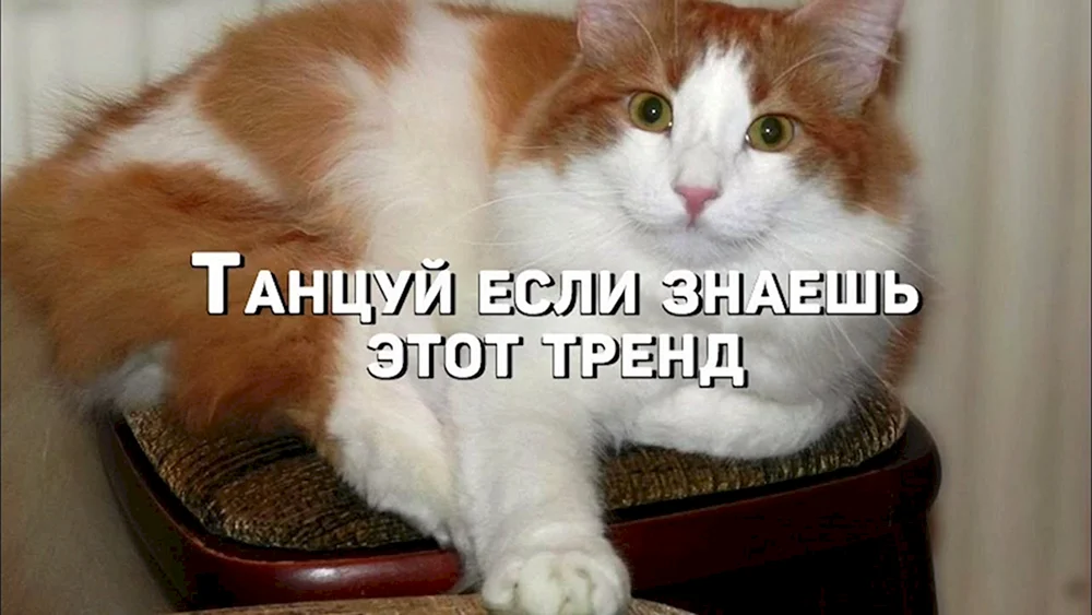 Europäische Kurzhaarkatze rot
