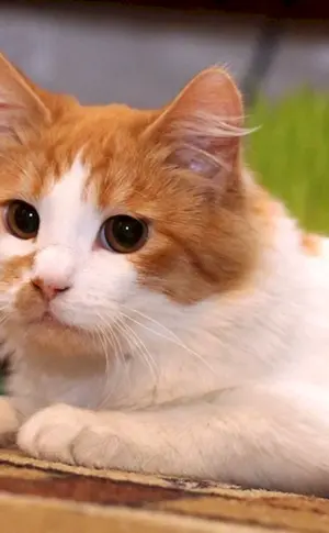 Türkisch Van Katze