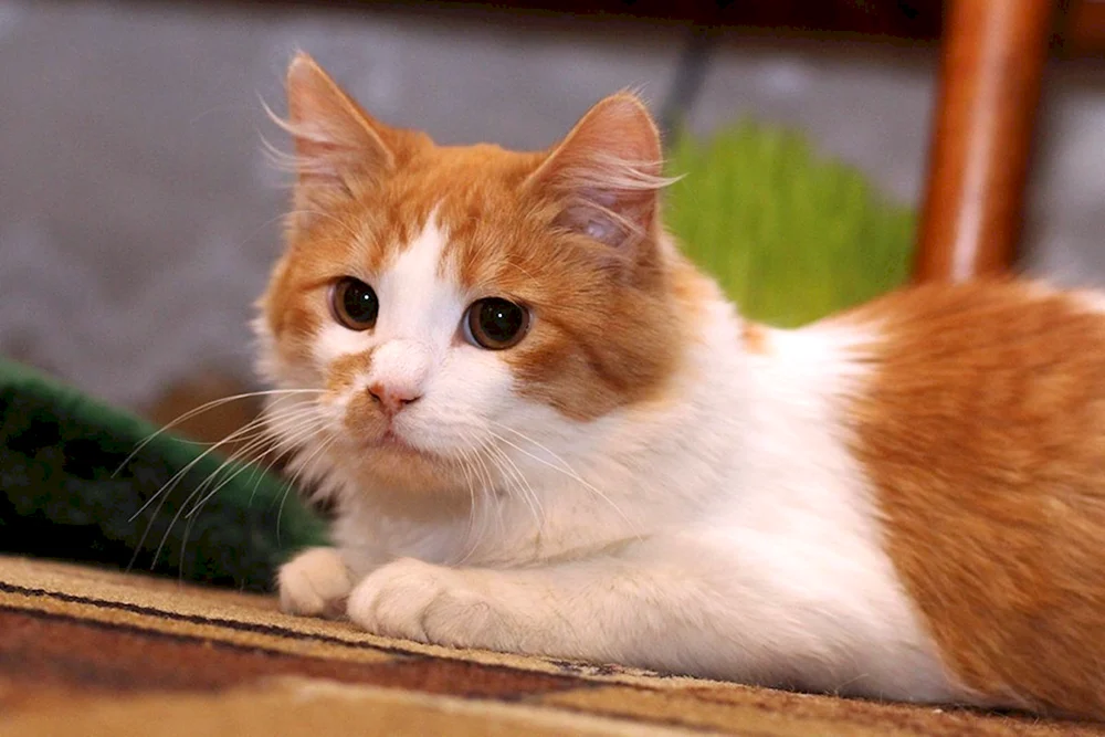 Türkisch Van Katze