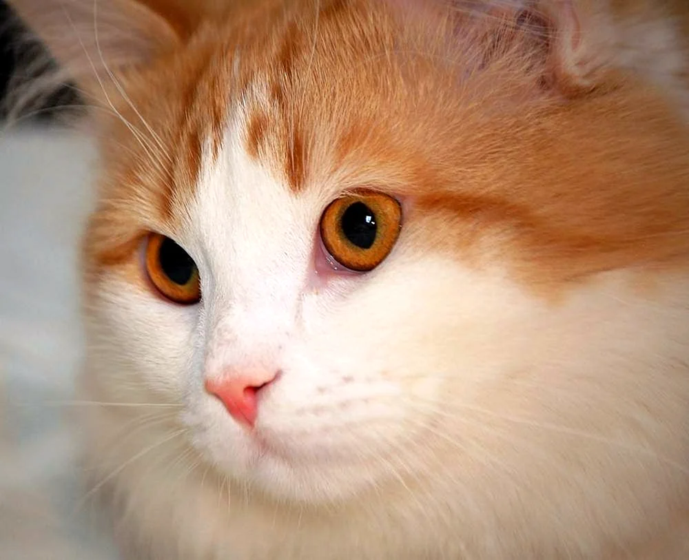 Türkisch Van Katze