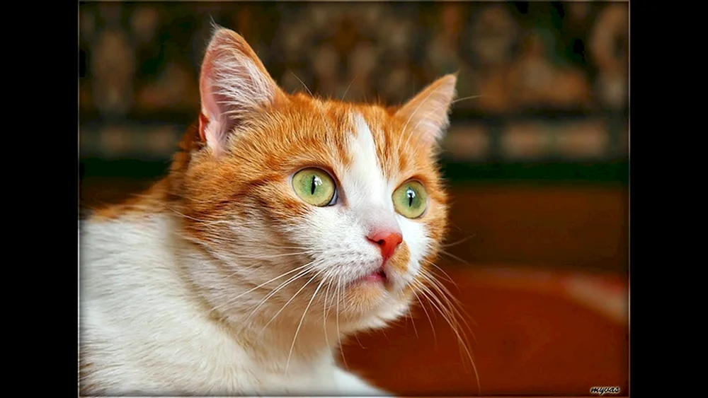 Türkische Van-Ginger Kurzhaarkatze rot-weiß