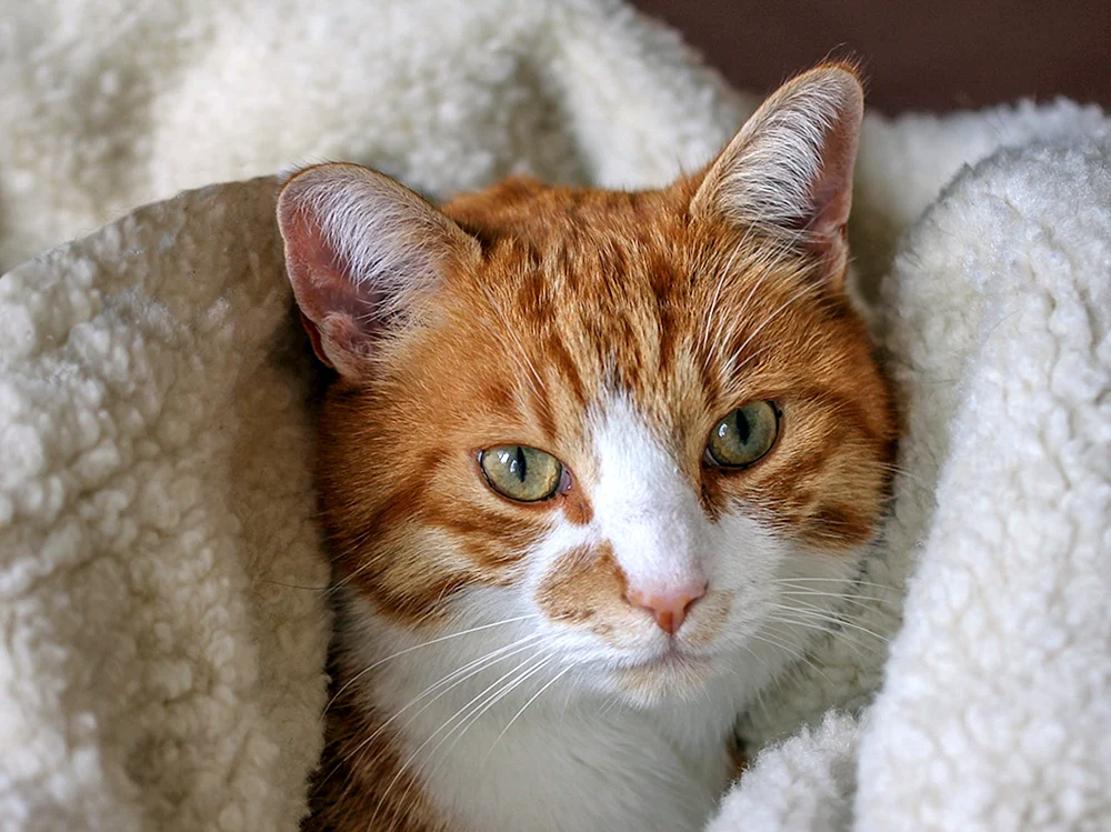 Türkische Van-Ginger Kurzhaarkatze glatt-haarig