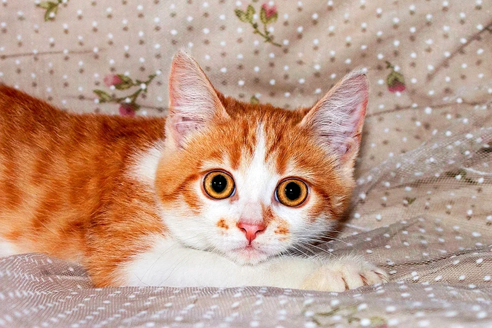 Türkische Van-Ginger glatt-haarig