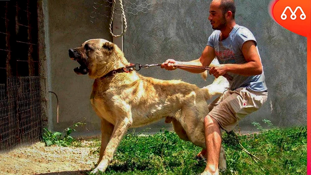Türkischer Wolfshund Kangal