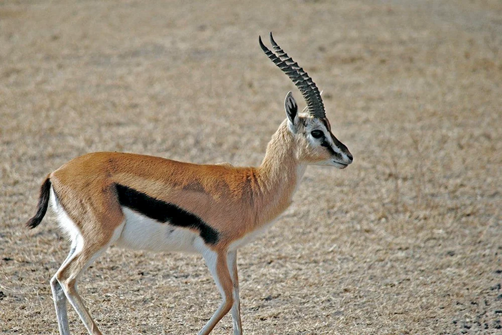 Antilopengazelle Rehwild Gerenuk